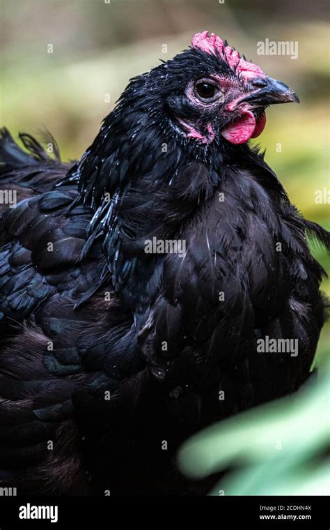 Black Australorp House Chicken Gallus Gallus Domesticus Stock Photo