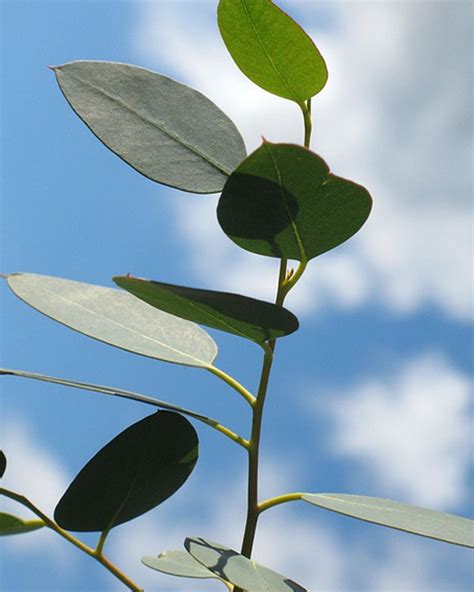 Eukalyptus Pflege 123zimmerpflanzen