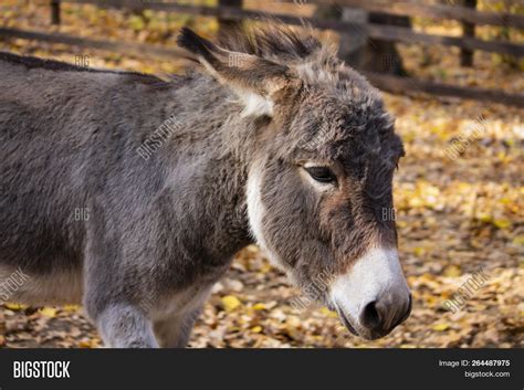 Poitou Donkey Known Image & Photo (Free Trial) | Bigstock