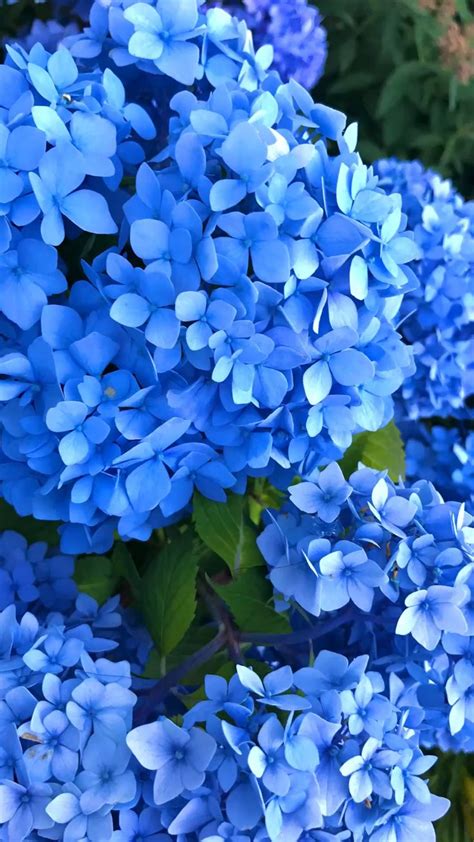 hydrangeas | blue hydrangeas | pink hydrangeas | purple hydrangeas | summer flowers | spring flo ...