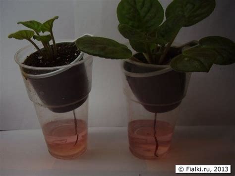 Подкормки при фитильном поливе | Planters, Planter pots, Pot