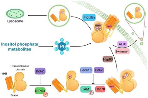 MLKL Functions Beyond Serving As The Executioner Of Necroptosis