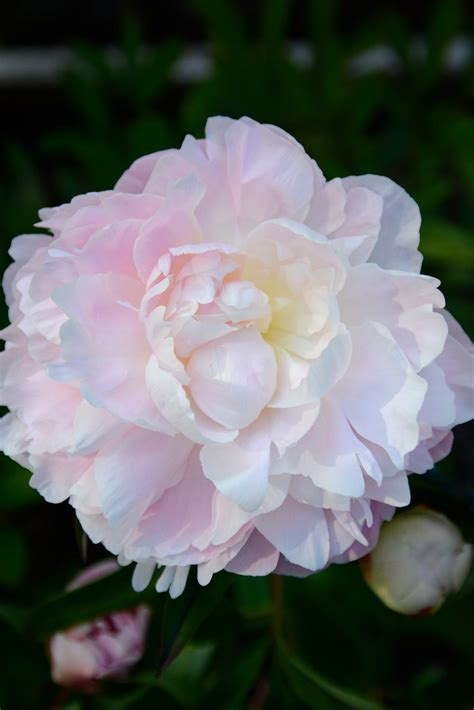 Peony Mrs Franklin D Roosevelt Paeonia Lactiflora Mimmi Elg Flickr