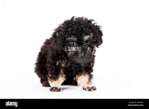 Black Toy Poodle
