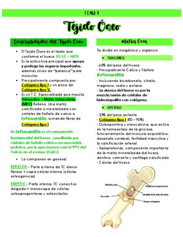 4 Tejido Oseo Resumen Completo Pdf