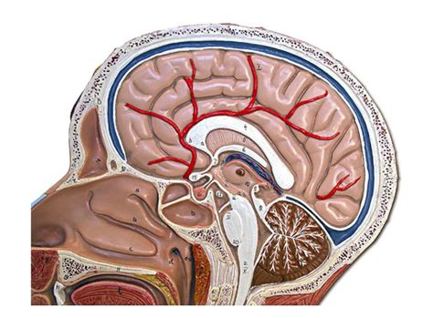 Brain Midsagittal Diagram Quizlet