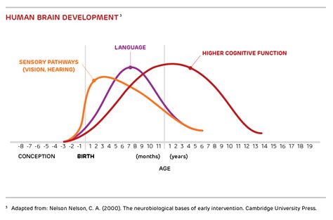 Studi Scientifici Dimostrano Che Il Cervello Del Bambino