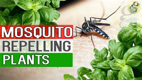 Mosquito Repellent Plants Natural Remedy For Mosquitoes Plants