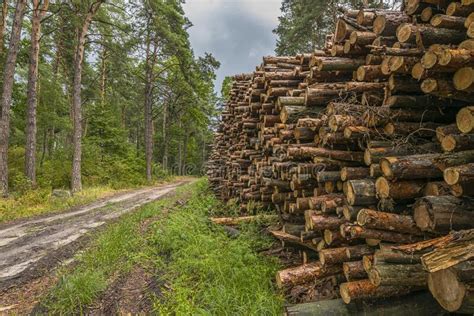 Concepto Deforestación Troncos Y Ramas De árboles Después De Talar El