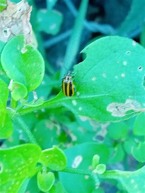 Tobacco Slug Beetle From La Lucila Provincia De Buenos Aires