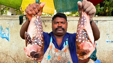 KASIMEDU SELVAM VERY RARE ANGEL FISH CUTTING VIDEO CUTTING SPOT