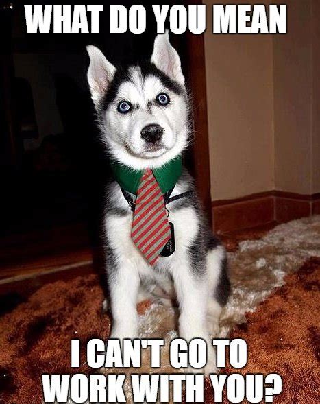 Funny Husky Memes That We All Love - Dog N Treats