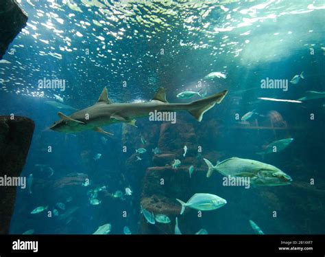 Aquarium, Porto Moniz, Madeira, Portugal Stock Photo - Alamy