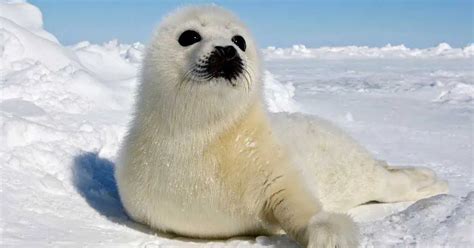 Harp Seal Behavior Animalbehaviorcorner