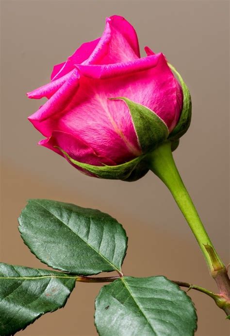 rose images ideas beautiful roses rose beautiful flowers