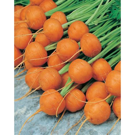 Mr Fothergills Seeds Carrot Atlas Seeds The Home Depot Canada