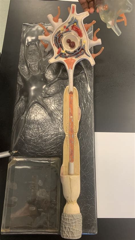 [lab] Nerve Structures Diagram Quizlet