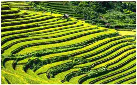 Terrace Farming And Its Top 13 Interesting Facts Introduction