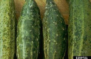 Cucumber mosaic virus Facts for Kids