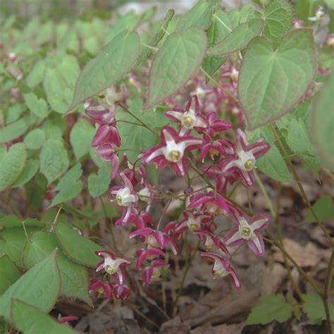 Epimedium X Rubrum Van Berkum Nursery