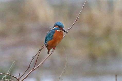 Am Ansitz Eisvogel Alcedo Atthis C Jens Winter Naturgucker De