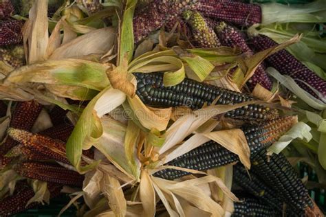 Harvest Indian Corn Background Stock Image Image Of American Farmers