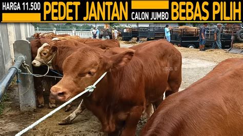 Borong Ekor Pedet Jantan Super Calon Calon Jumbo Banyak