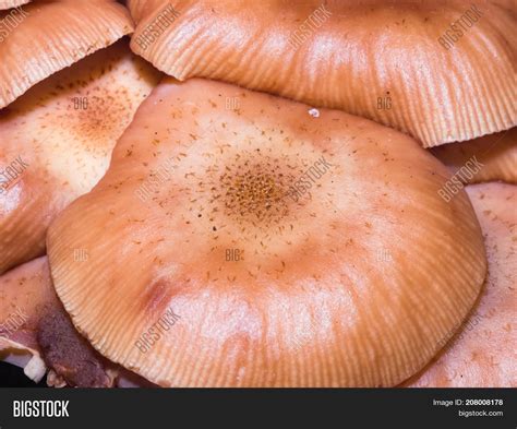 Edible Mushrooms Image & Photo (Free Trial) | Bigstock