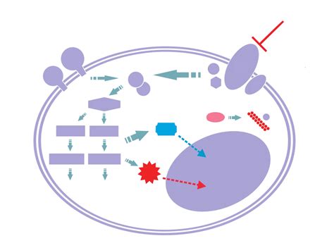 Molecular Regulation Of The Proliferation And Differentiation Of MMSCs