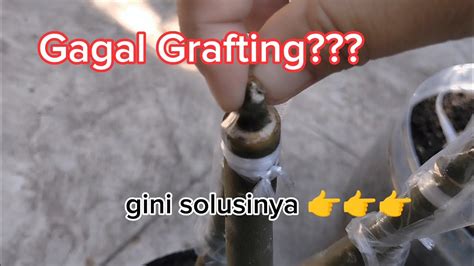 Grafting Adenium Untuk Pemula Update Setelah 2 Minggu Gagal Apa Solusinya Youtube