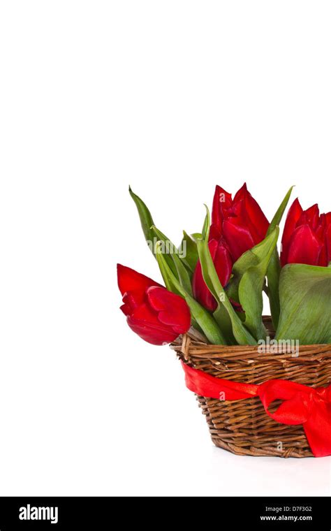 Beautiful tulips Stock Photo - Alamy