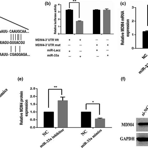 Mir‐33a Directly Targets Mouse Double Minute 4 Mdm4 A The