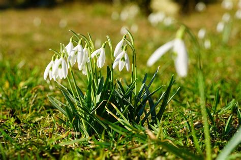 Snowdrops White Flowers Meadow - Free photo on Pixabay - Pixabay