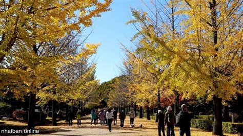 Chichibu Muse Park In Saitama Japan Yellow Spring Road Japan Japan