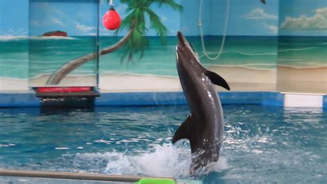 Ocean Adventures Full Dolphin Show Youtube