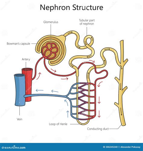 Nephron Structure Diagram Medical Science Stock Illustration