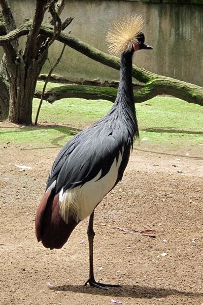Our Very Own Zoo The Natal Zoological Gardens Durban