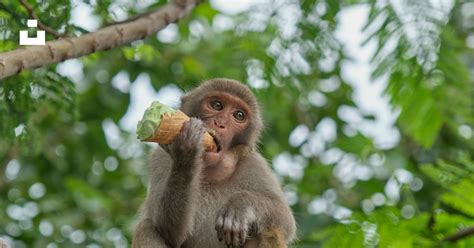 A Monkey Sitting On A Tree Branch Eating Something Photo Free