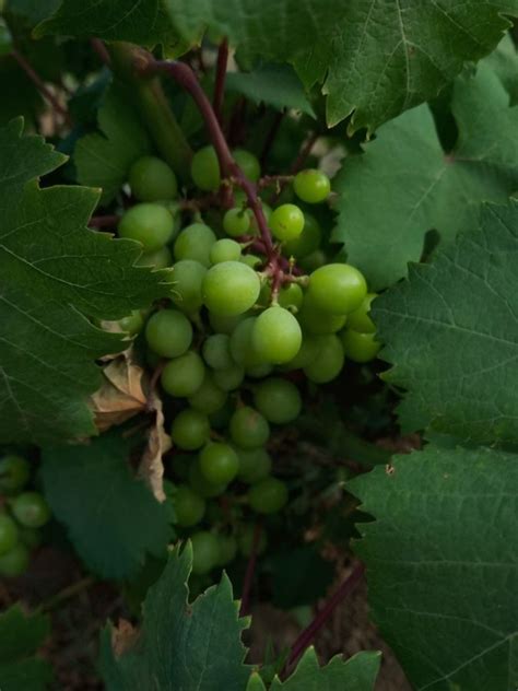 Cosa Fare E Cosa Vedere A Pantelleria Perla Nera Del Mediterraneo