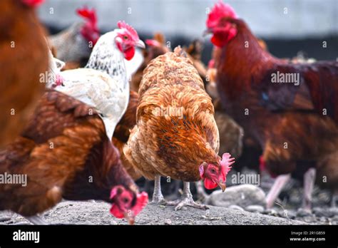 Living Alive Chickens Poultry Hi Res Stock Photography And Images Alamy