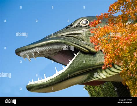 Muskie fish hi-res stock photography and images - Alamy