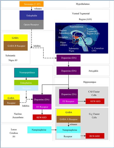 Brain Reward Cascade Download Scientific Diagram