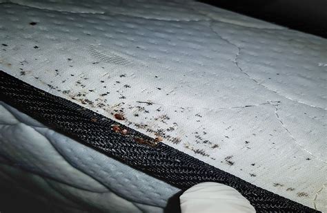 How To Check For Bed Bugs In A Hotel Storables