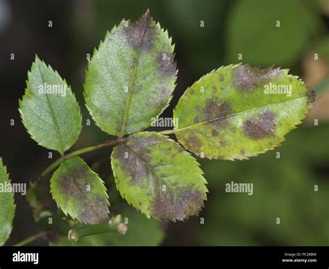 Mancha Negra Del Rosal Fotograf As E Im Genes De Alta Resoluci N Alamy