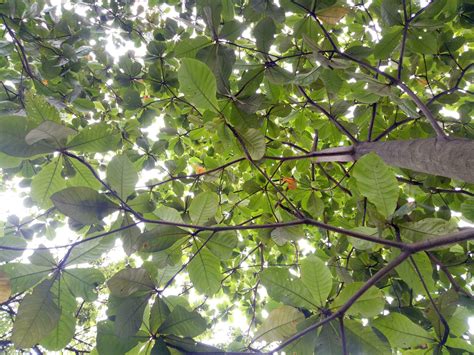 Lush And Green Ketapang Tree Are Photographed From Below Stock