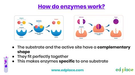 Gcse Lesson Enzymes Edplace Youtube