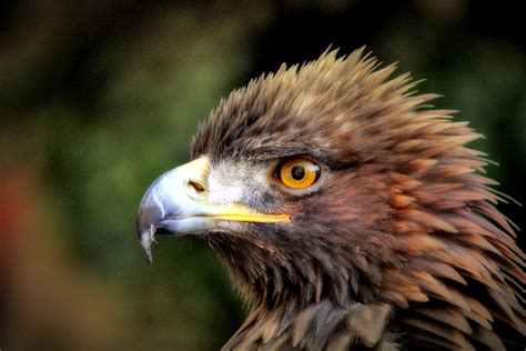 Aigle Royal Chemin De Saint Guilhem