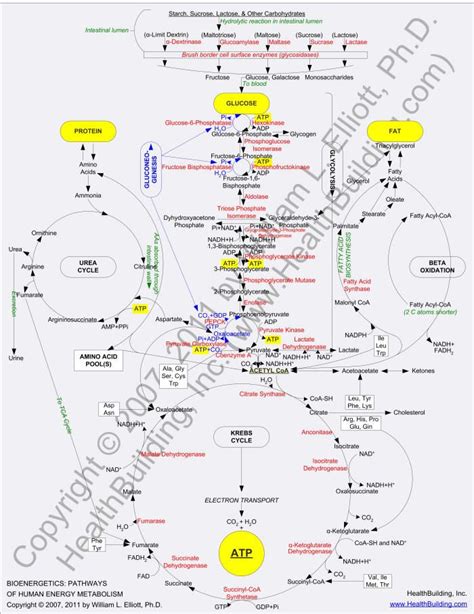 78 Best images about Biochemistry on Pinterest | Pathways, Medicine ...