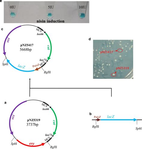 Schematic Representation Of Deletion Plasmid Pnz5417 Construction A Download Scientific