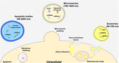 Frontiers Extracellular Vesiclemacrophage Axis Potential Targets For Inflammatory Disease